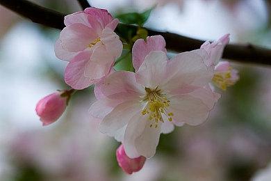 《JOJO群星之战R》发布二代美女波纹老师预告